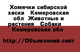 Хомячки сибирской хаски - Кемеровская обл. Животные и растения » Собаки   . Кемеровская обл.